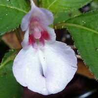 Impatiens truncata Thwaites